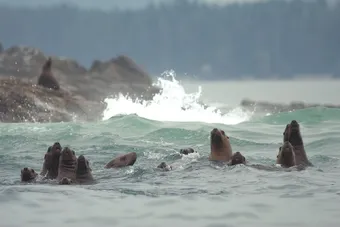 Stellar Sea Lions and Marine Biology near Brooks Peninsula on Vancouver Island